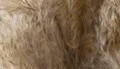 Wheat